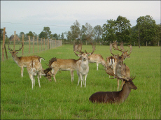 GLEZER fallow deer, does, bulls, deers in Poland