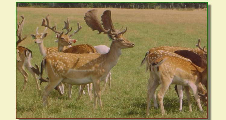 GLEZER fallow deer, does, bulls, deers in Poland