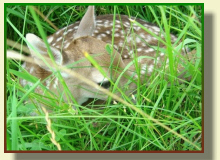 GLEZER fallow deer, does, bulls, deers in Poland