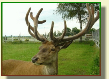 GLEZER fallow deer, does, bulls, deers in Poland