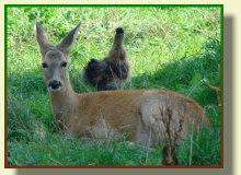 GLEZER fallow deer, does, bulls, deers in Poland