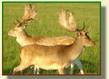 GLEZER fallow deer, does, bulls, deers in Poland